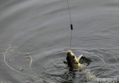 夏天为什么不好钓鱼 影响垂钓的因素